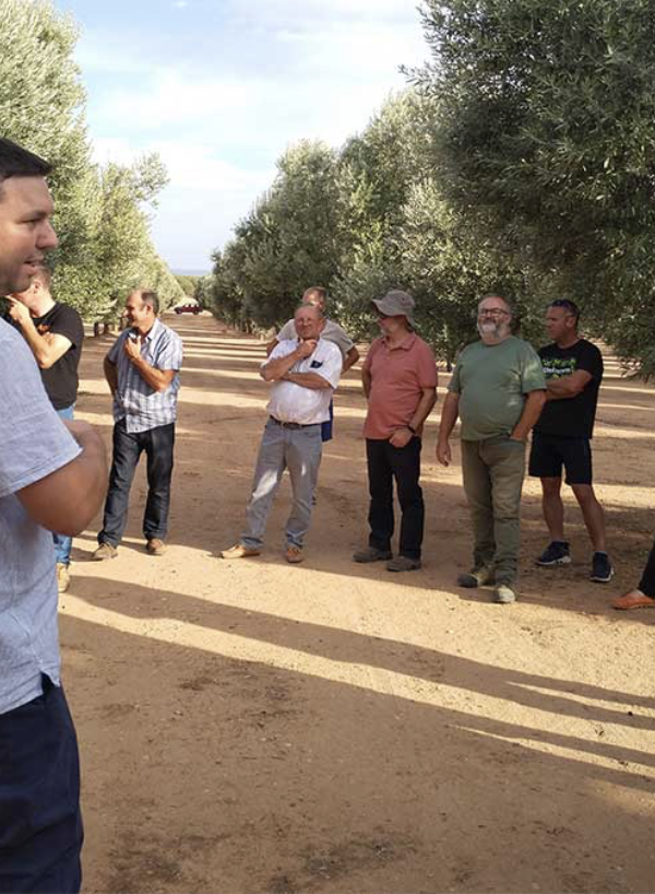 Los participantes de las “Jornadas de buenas prácticas para la obtención de AOVE” visitan nuestro olivar