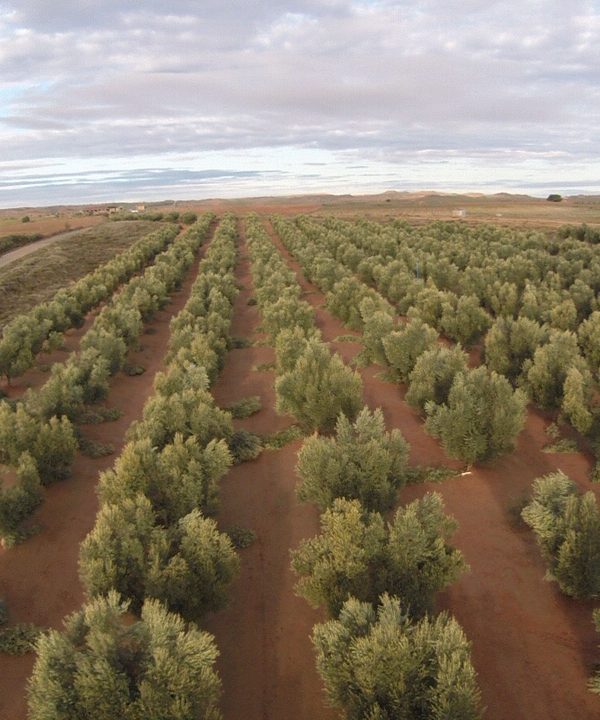 La Borrasca Gloria también pasó por nuestro olivar